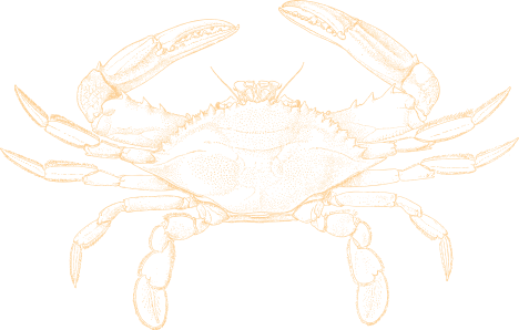 an orange crab is shown on a black background